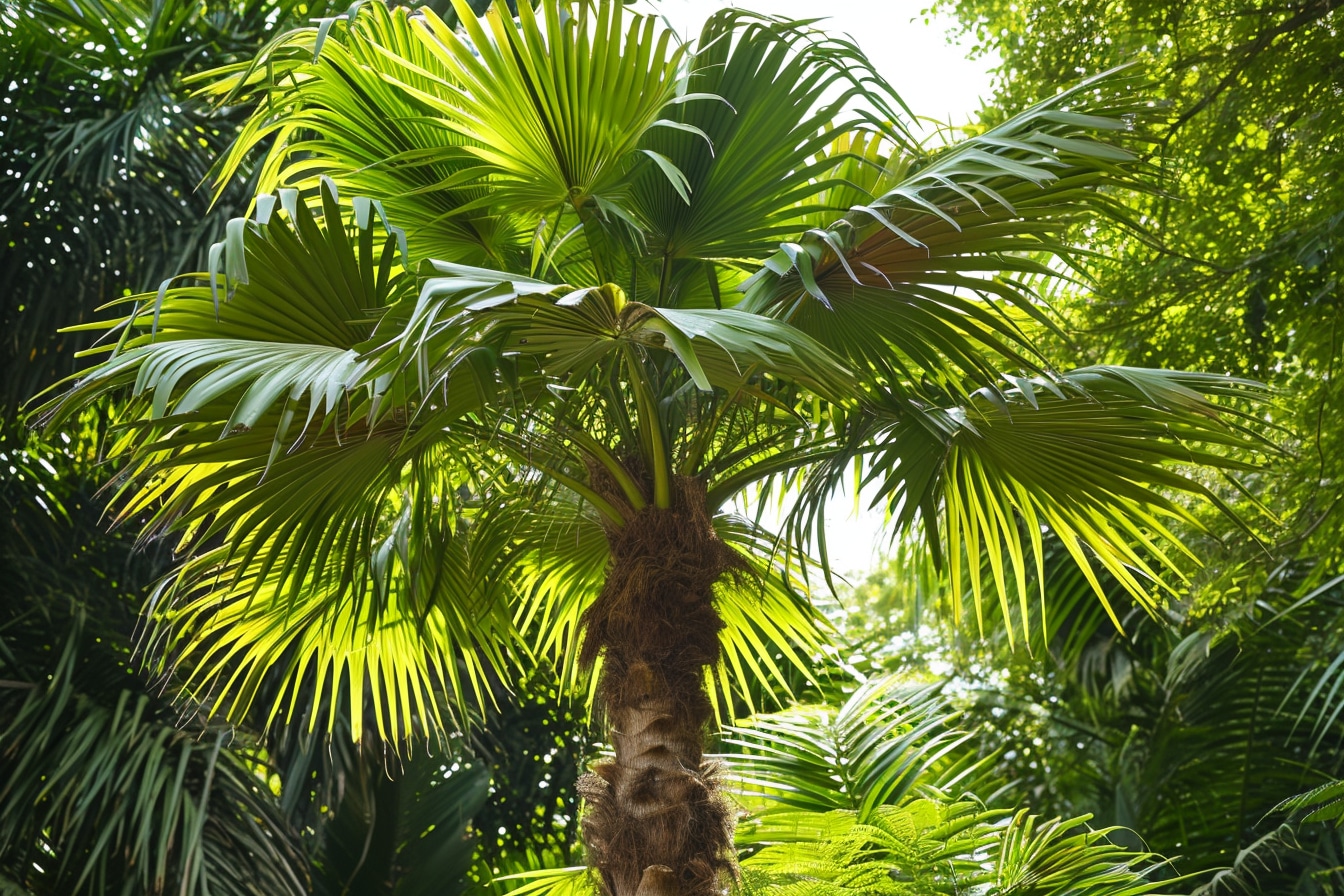 Un éden tropical avec le palmier de Chine